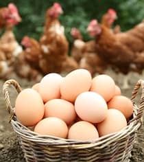 organic eggs and hens