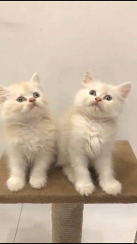 pair of persian kittens 2