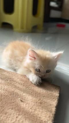 pair of persian kittens