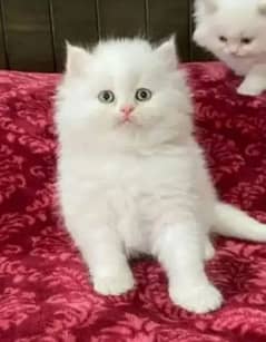 Persian Cat for sale my WhatsApp number03260536967