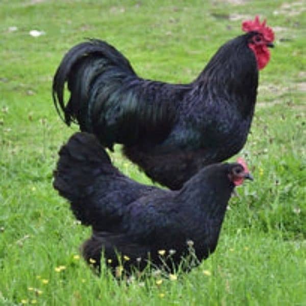 Ayam cemani 7