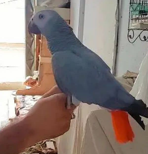 African grey parrot 0