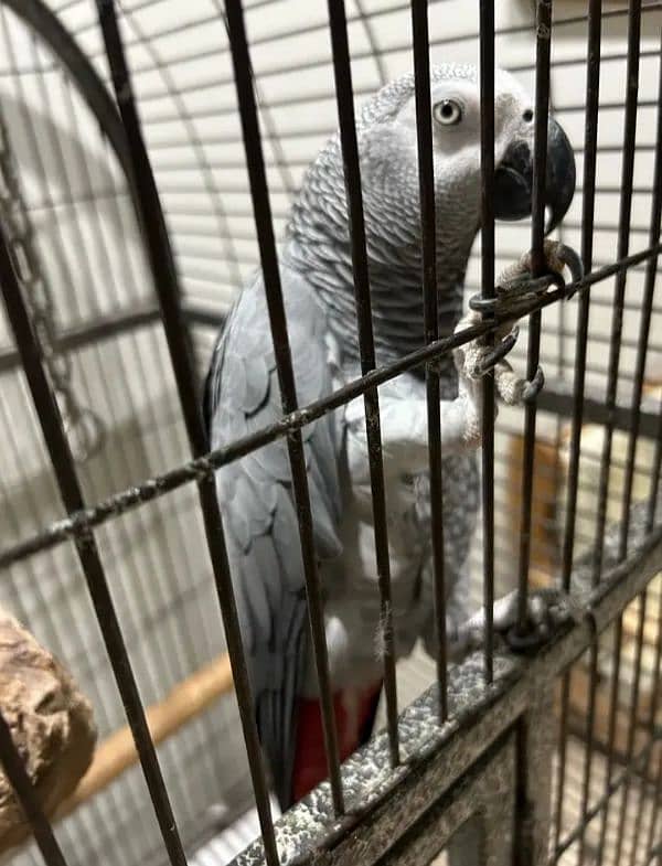 African grey parrot 1