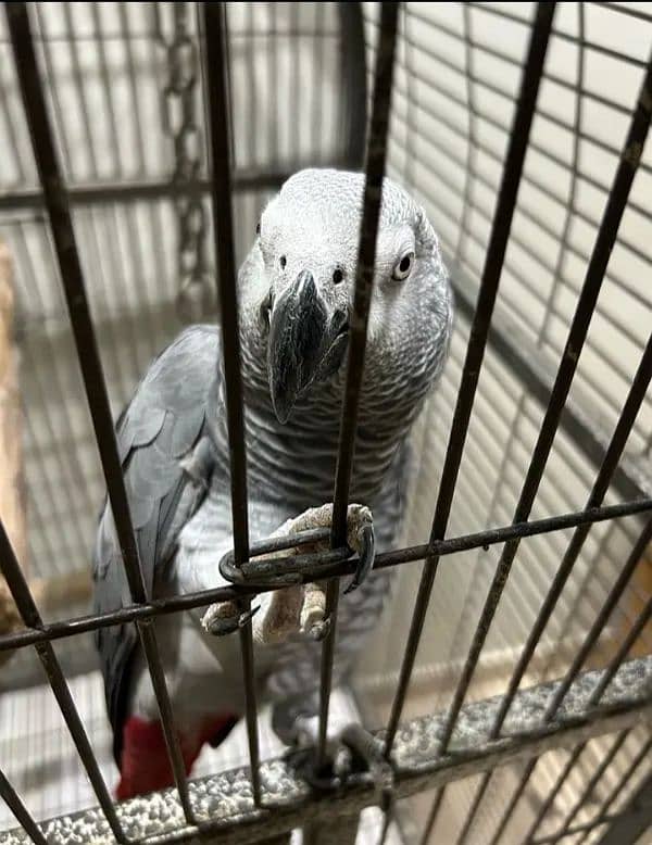 African grey parrot 2