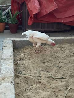 paper white heera aseel egg laying hen age 16 months