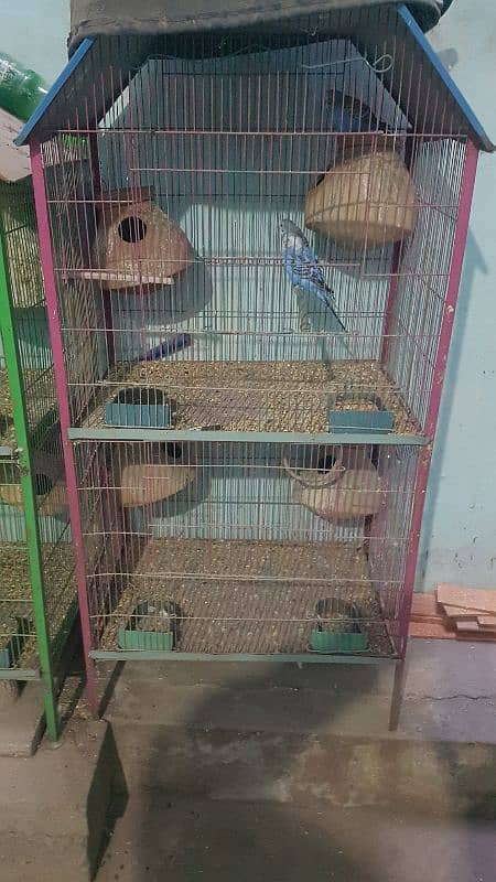 2 cages and parrots 1