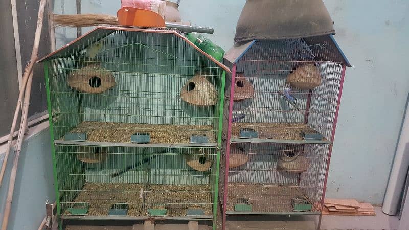 2 cages and parrots 2