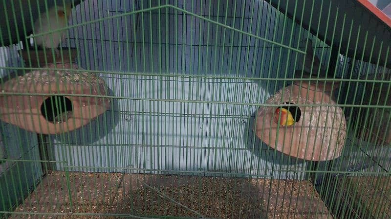 2 cages and parrots 4