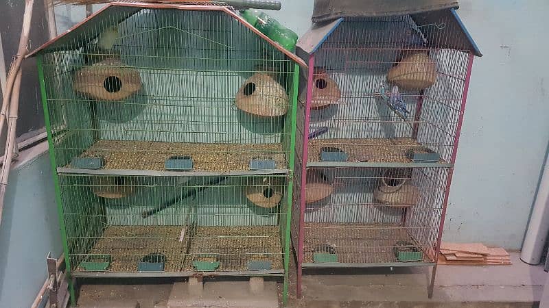 2 cages and parrots 6