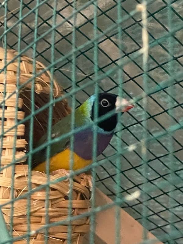 Gouldian Finches For Sale 0