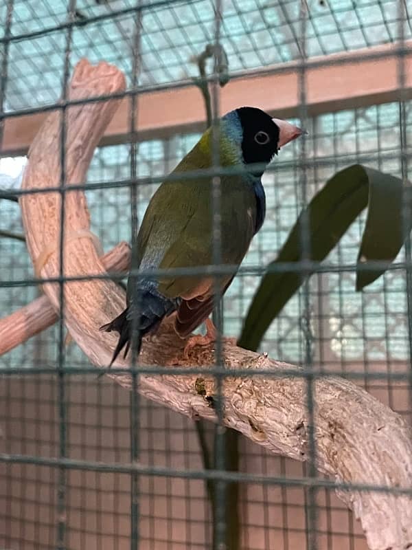 Gouldian Finches For Sale 1