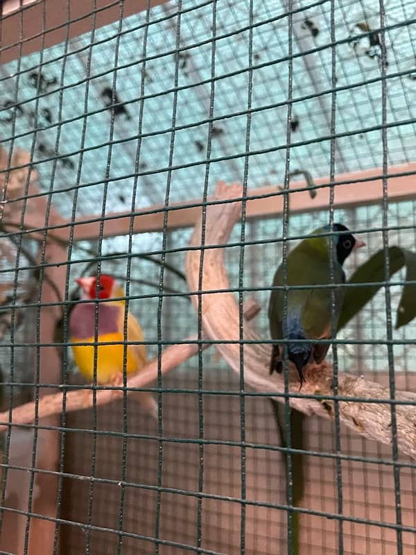 Gouldian Finches For Sale 2