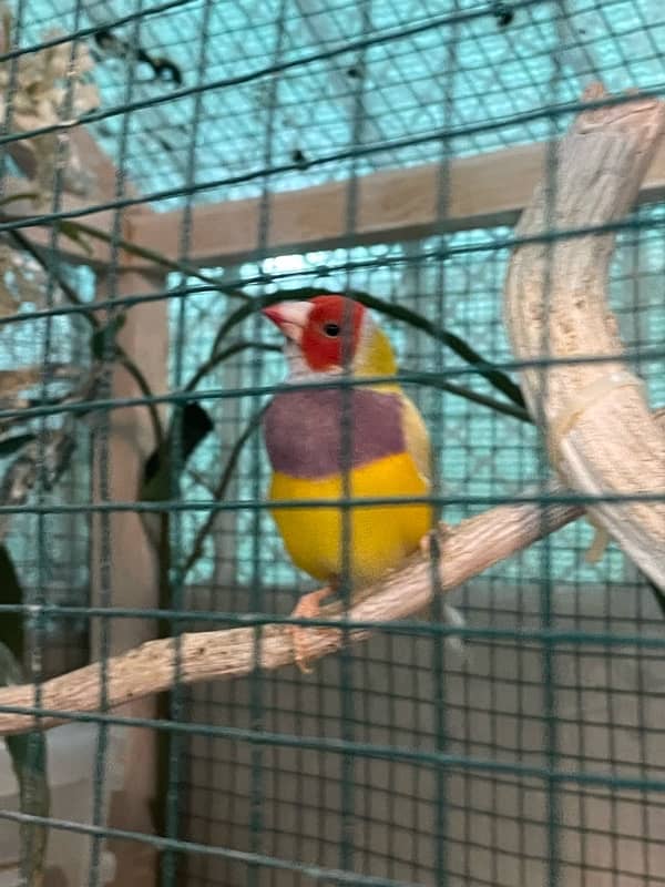 Gouldian Finches For Sale 3