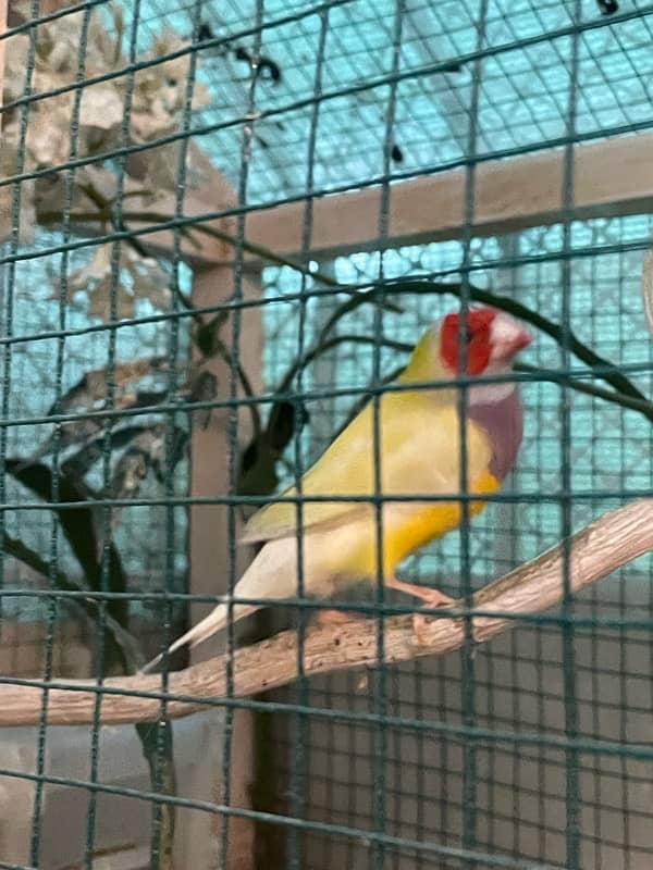 Gouldian Finches For Sale 4