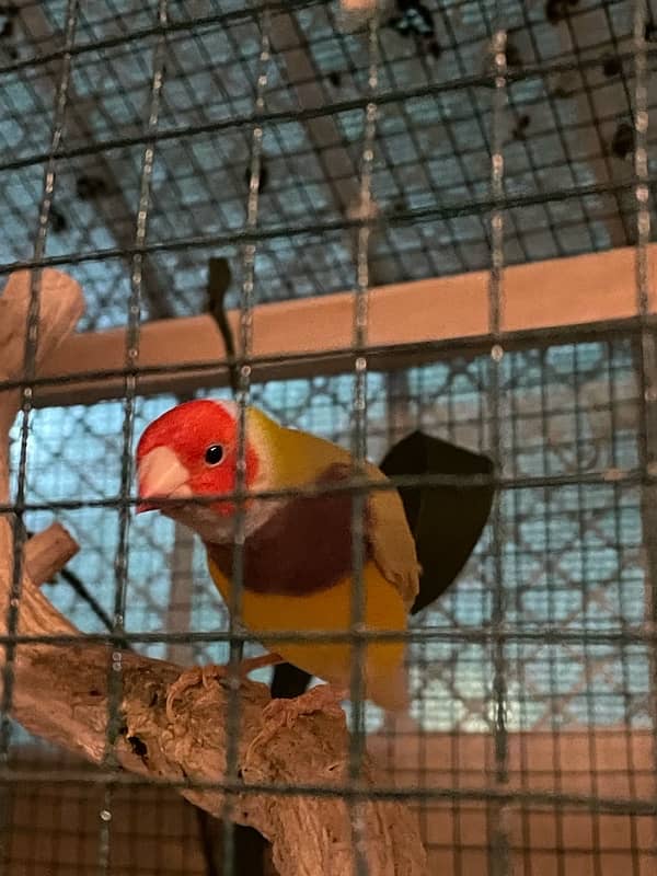 Gouldian Finches For Sale 5