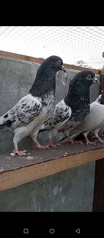 ferozpuri breeder pair 5