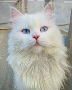 Persian cat