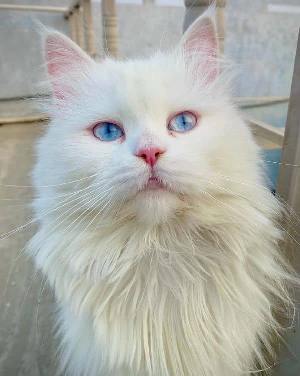 Persian cat 0