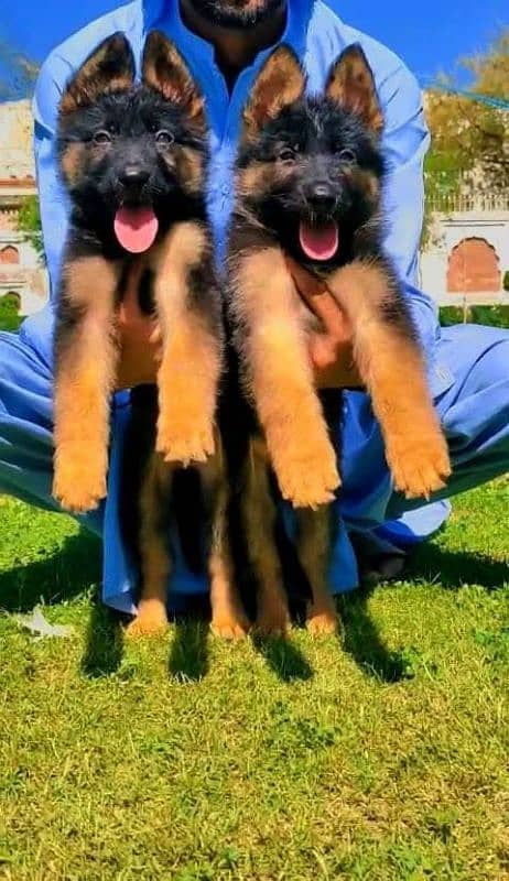 German shepherd puppies Double CoatMy WhatsApp number 03001868066 0