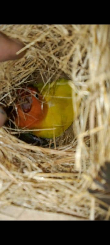 love birds pair and baby 3