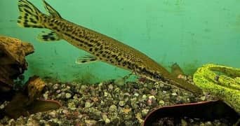 aligator gar , severum , oscar , arowana , naja shark