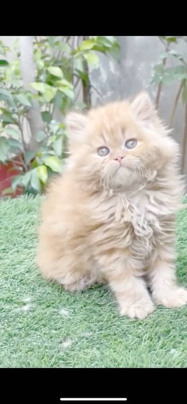 persian kittens 6