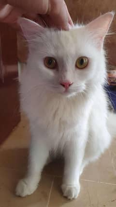 7 Months Persian Cat. Vaccinated