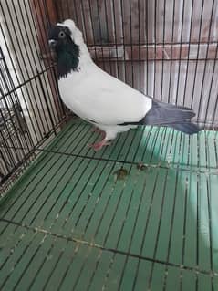 Fancy Pigeon Sale