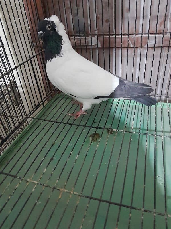 Fancy Pigeon Sale 0