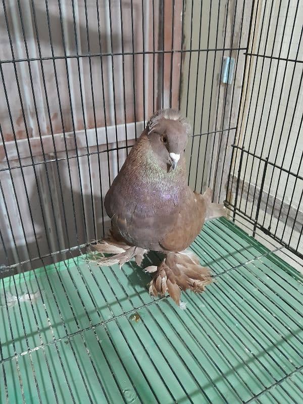 Fancy Pigeon Sale 2