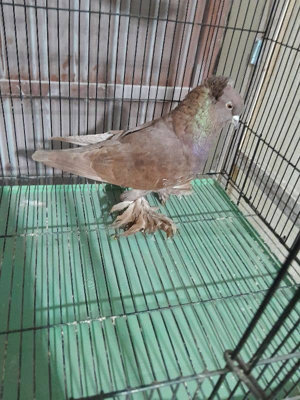 Fancy Pigeon Sale 3