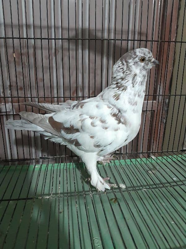 Fancy Pigeon Sale 4