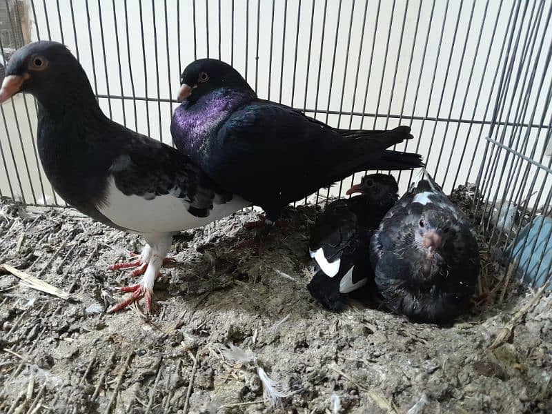 Fancy Pigeon Sale 5