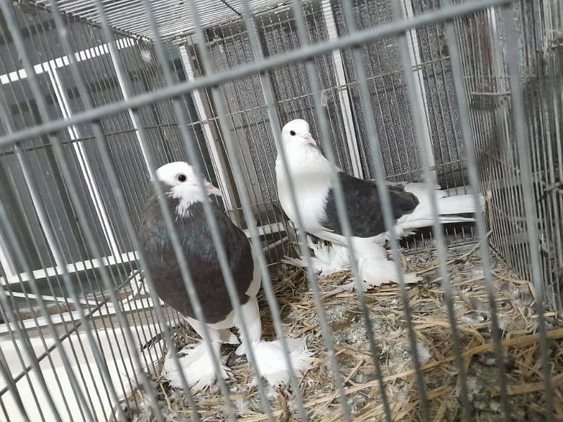 Fancy Pigeon Sale 6