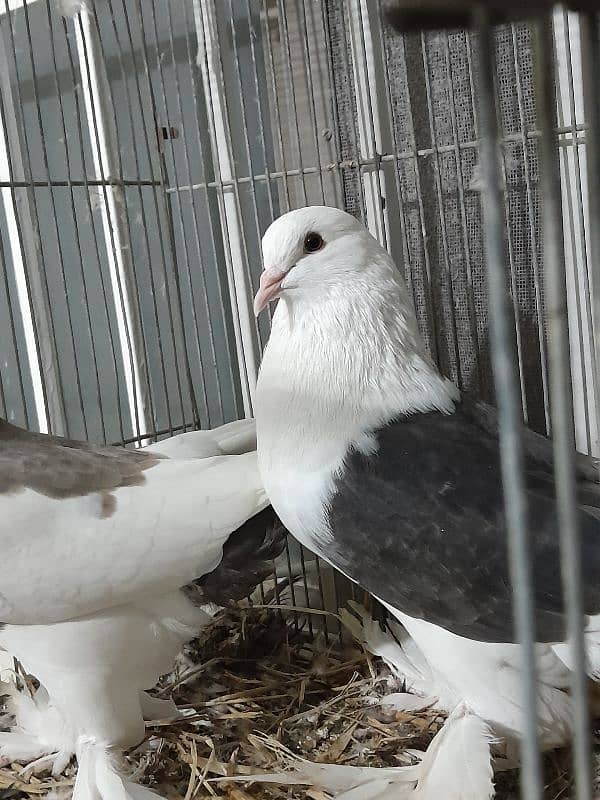 Fancy Pigeon Sale 7