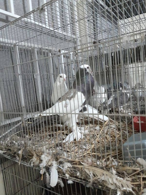 Fancy Pigeon Sale 8