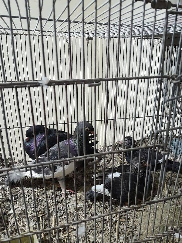 Fancy Pigeon Sale 9