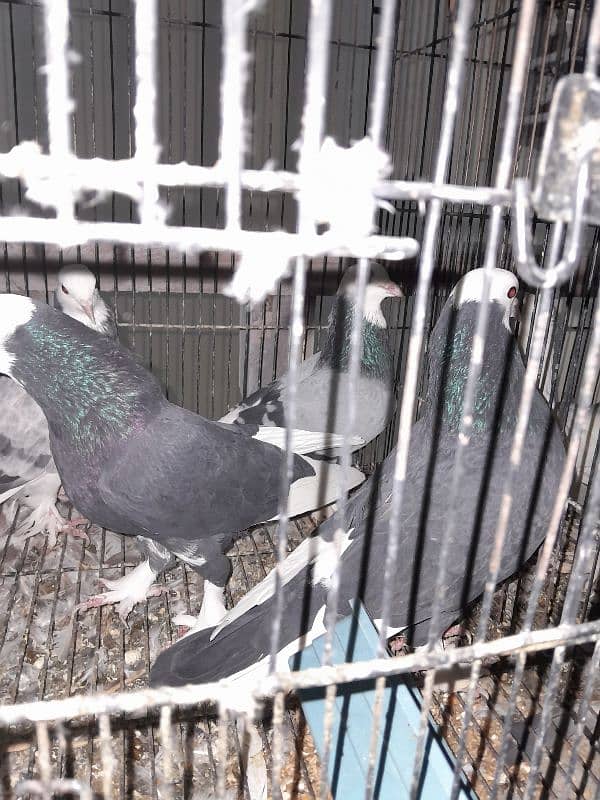 Fancy Pigeon Sale 11