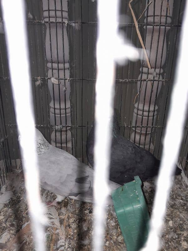 Fancy Pigeon Sale 13