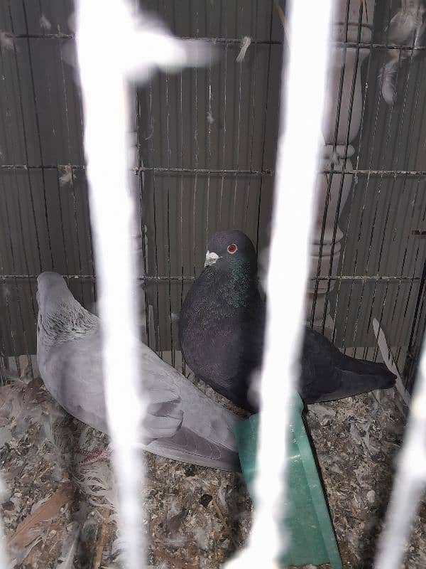 Fancy Pigeon Sale 14