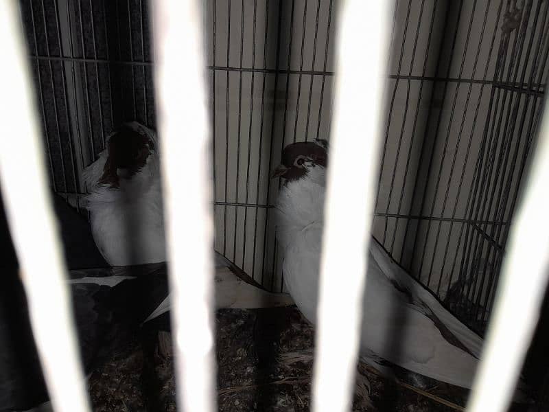 Fancy Pigeon Sale 15