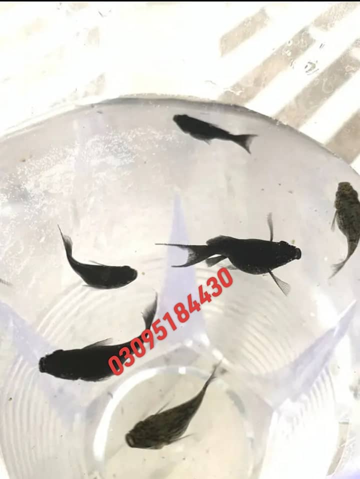 Quality Mollys & Guppies in responsible prices 5