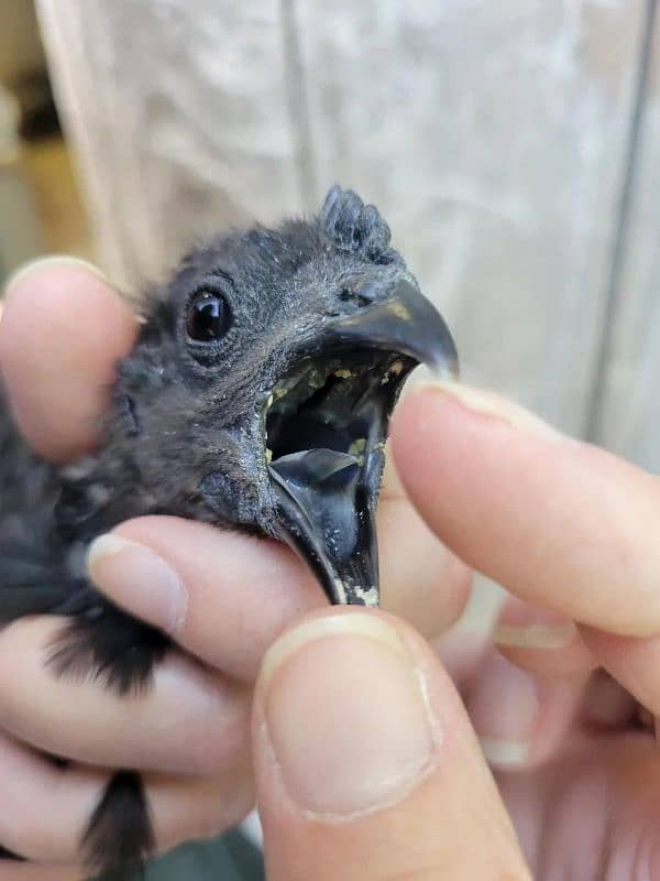 ayam cemani grey tongue chicks and eggs in cheap price 0