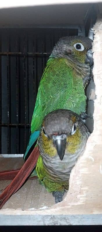 pineapple green cheek conure 0