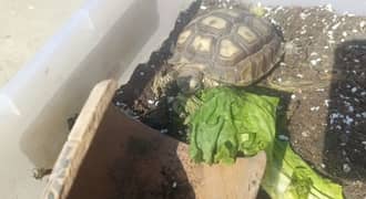 Turtle Pair For Sale