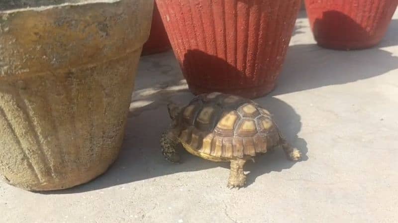 Turtle Pair For Sale 1