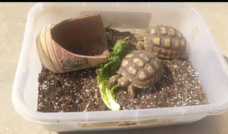 Turtle Pair For Sale 5