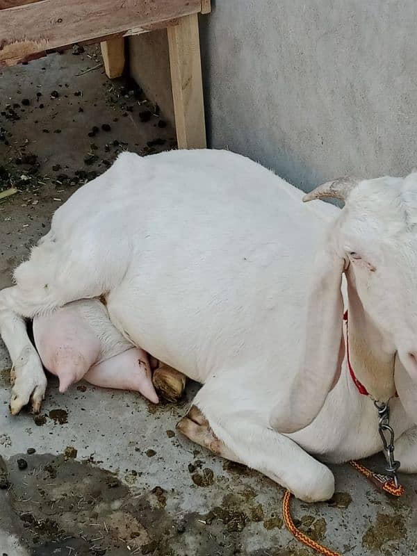 bakri for sale 0