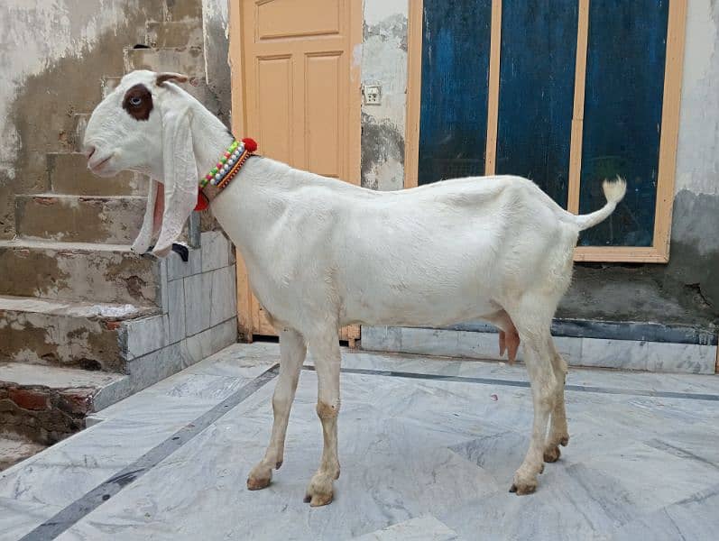 bakri for sale 3