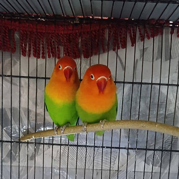 Green Opaline Lovebird Pair 0